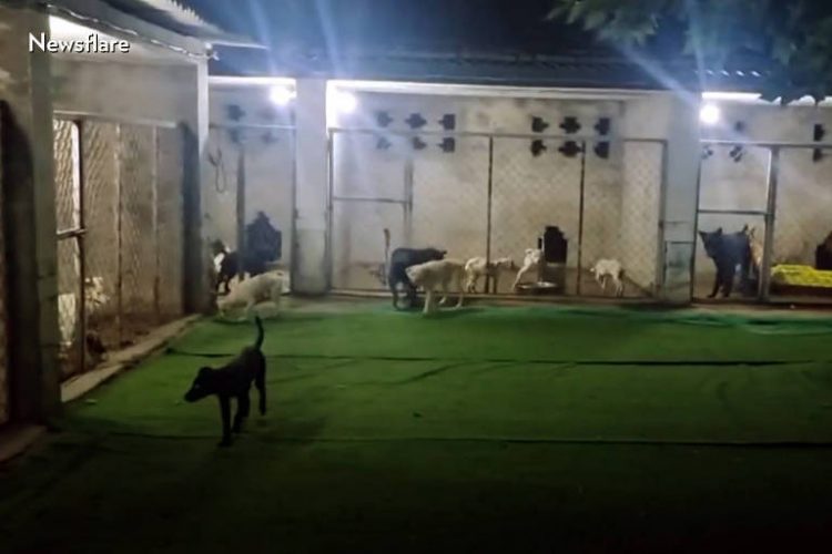 Polícia resgata 386 cães que seriam levados a festival de carne na China