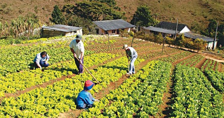 IDR-Paraná incentiva pesquisas sobre  agricultura sustentável e proteção ambiental