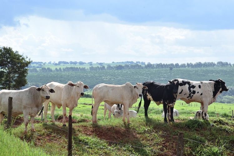 PM registra tentativa de furto de animais bovinos no Distrito de Sumaré