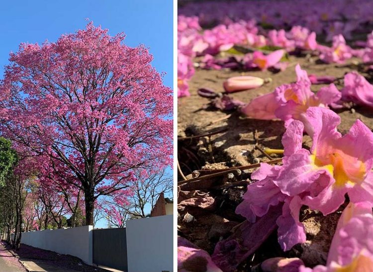 O encanto do Ipê florido