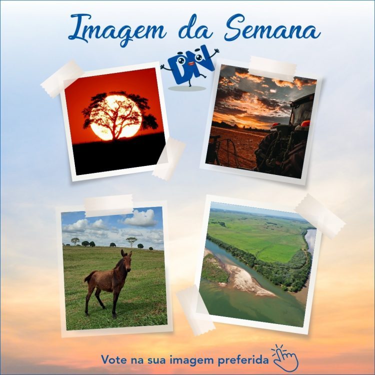 Vote na melhor imagem da coluna “Fotografe o Noroeste”