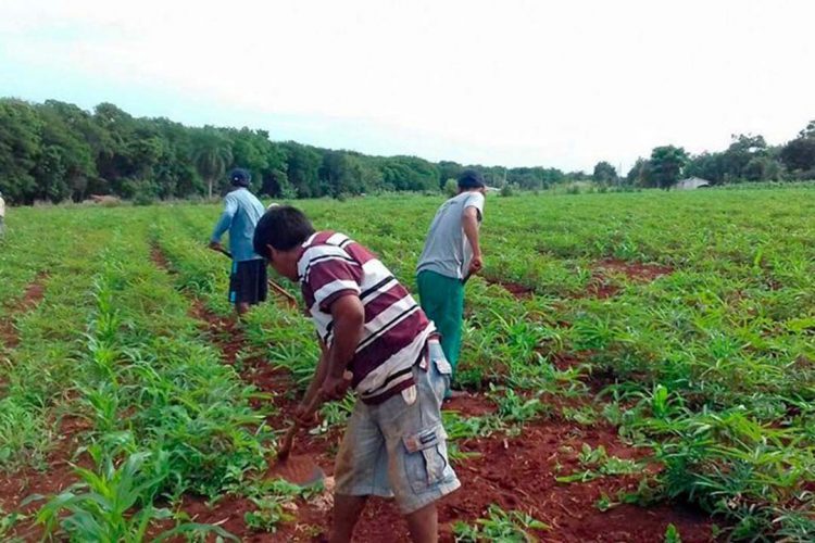 Projetos de transferência de renda para  a agricultura familiar serão ampliados