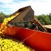 Semana do Noroeste Agro tem a citricultura como pauta nesta quinta