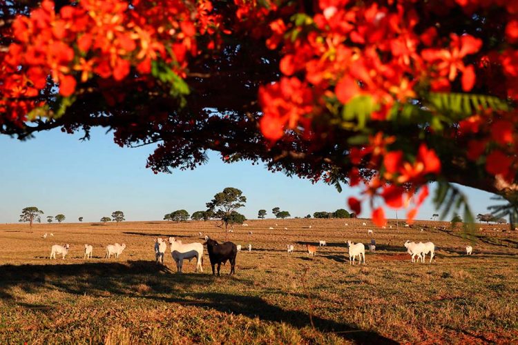 Produtor tem até o fim do mês para atualizar  rebanhos; cadastramento parcial está em 57%