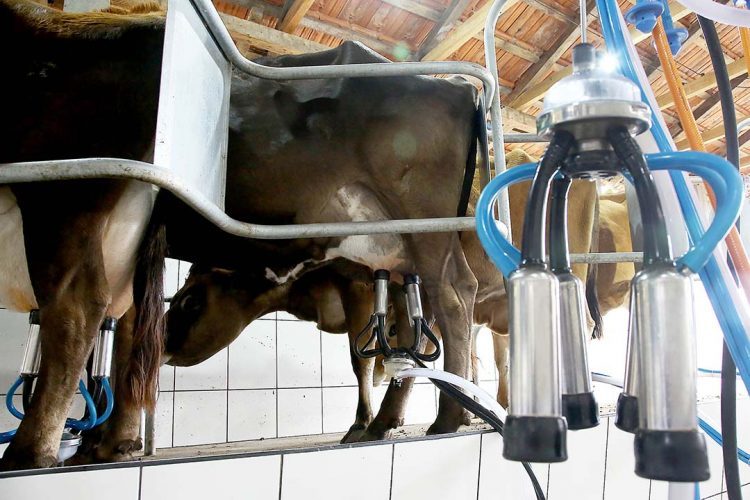 Boletim analisa reflexos dos custos de  produção e do clima no preço do leite