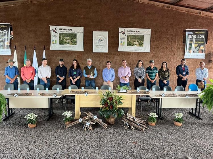 Lançada nova variedade de mandioca no Campus da UEM em Diamante do Norte