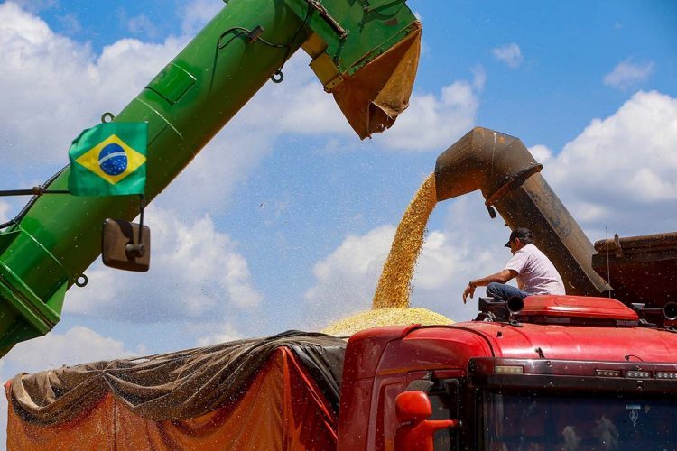 Colheita da 2ª safra de milho começa no Paraná