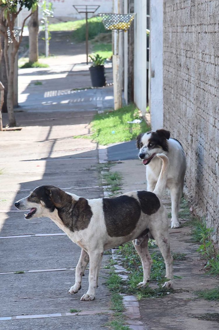 Previsão de investimentos públicos para castração animal em 2022 é de R$ 350 mil