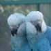 Depois de mais de 20 anos, ararinha-azul volta aos céus da caatinga