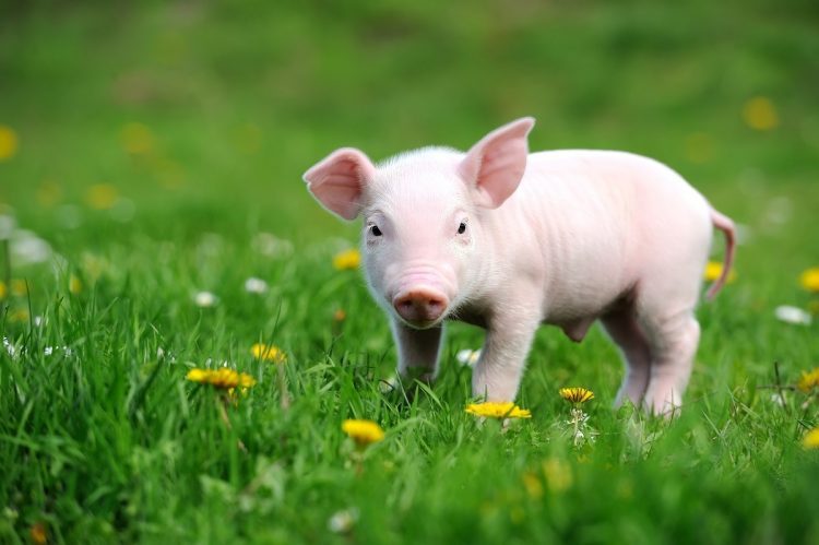 Mini pig virou febre e é uma ótima opção de bicho de estimação