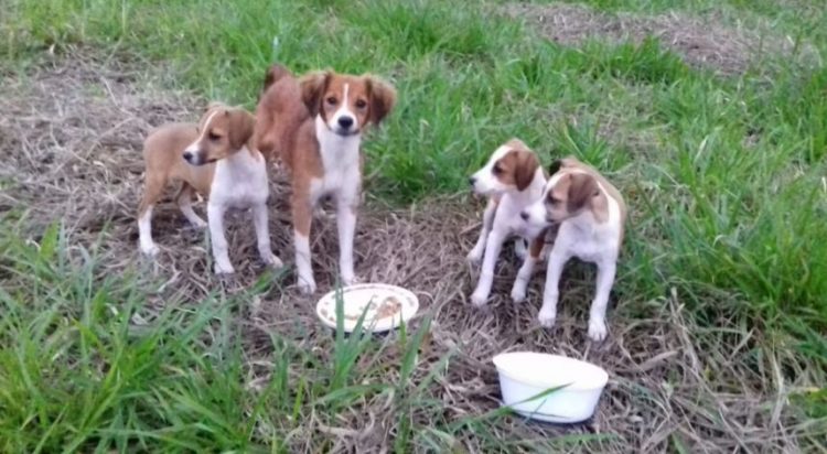 Mulher é presa em flagrante após abandonar uma cadela e 4 filhotes