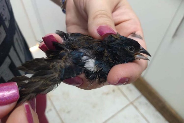 IAT institui rede para colaboradores  voluntários na identificação da fauna silvestre