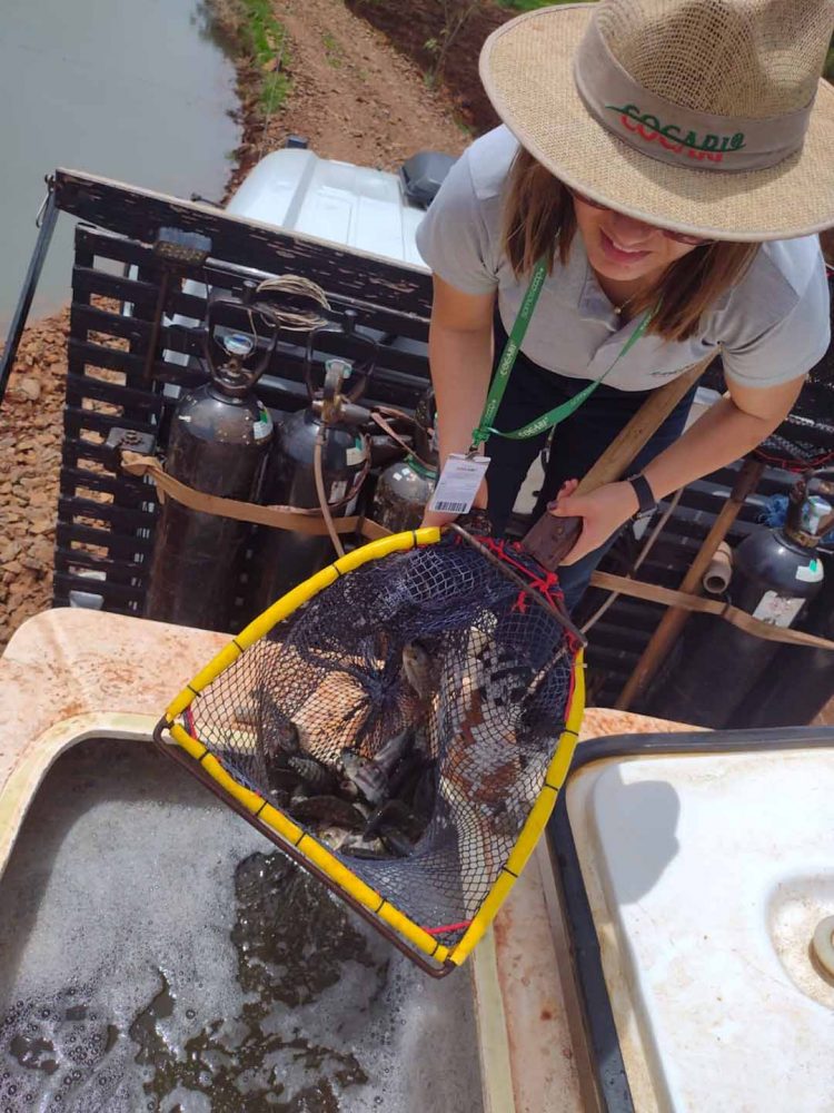 Paraná reforça liderança nacional  na produção de peixes de cultivo