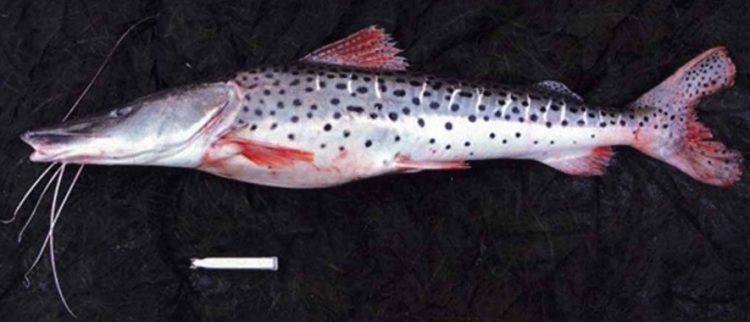 Pintado entra na lista nacional de espécies ameaçadas de extinção