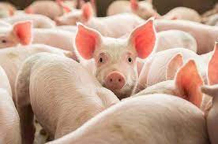 Custo alto para produção de suínos mantém atividade no vermelho