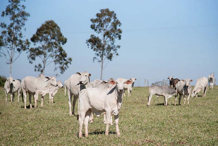 Adapar calcula que 6,47% dos proprietários rurais não comprovaram os rebanhos