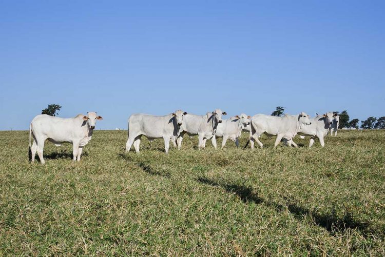 Furto e abate de gado em propriedades  rurais preocupam produtores da região