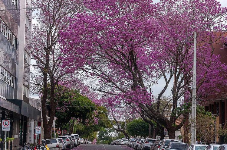 A cidade está mais colorida com a florada dos ipês