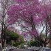 A cidade está mais colorida com a florada dos ipês