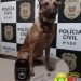 Operação Retomada: PM apreende 49 porções de crack no Jardim Ipê