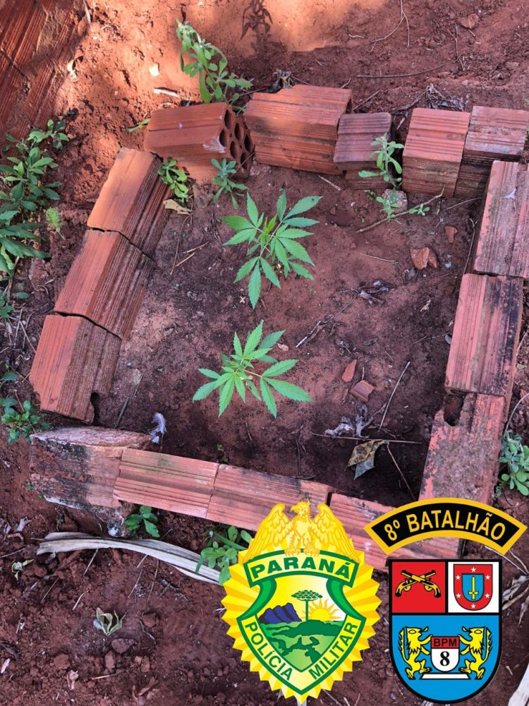 Após denúncia anônima, PM encontra mudas de maconha em data vazia