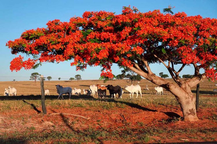 Adapar inicia busca ativa para cadastramento de rebanhos