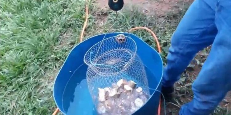 Industriais buscam modelo único na forma de tirar a renda da mandioca