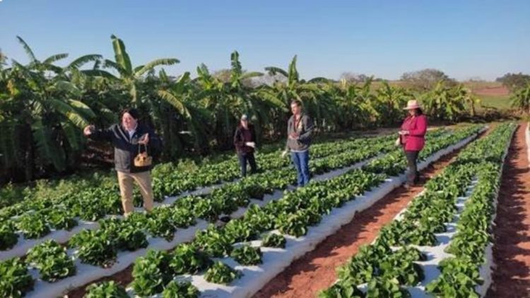 Começa a colheita de moranguinhos