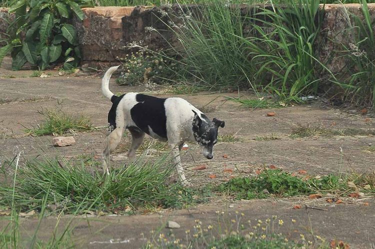 Grupo Apra de Paranavaí promove feijoada beneficente
