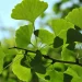 Ginkgo biloba: conheça os benefícios dessa planta medicinal