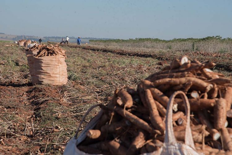 Preço da raiz de mandioca sobe 125% em um ano