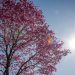 Bloqueios atmosféricos mantêm as temperaturas elevadas em toda a região