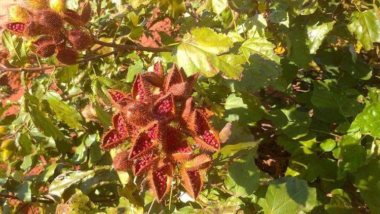 Produtores de urucum Iniciam processo  para buscar a Indicação Geográfica