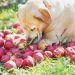 Quais frutas meu cão pode comer?