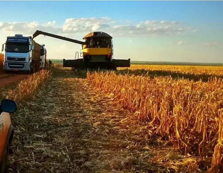 Conab estima safra recorde para milho 2ª safra com produção superior a 87 milhões de toneladas