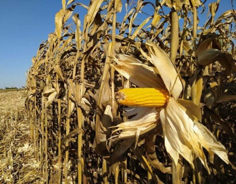 Produção de milho 2ª safra está próxima a 15 milhões de toneladas