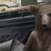 Ursa come mel alucinógeno e precisa ser resgatada na Turquia