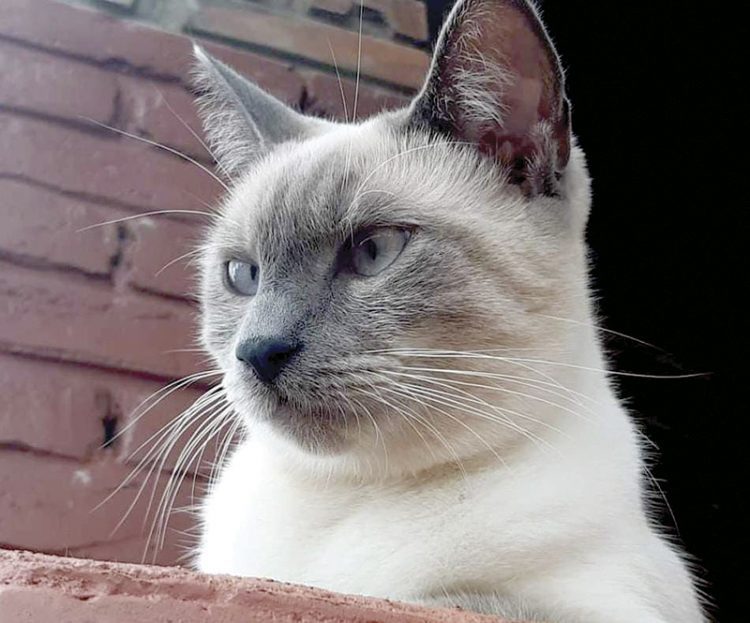 Opções ideais para chamar o seu bichano