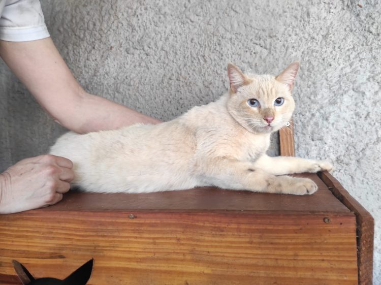 Gato é resgatado pelo Corpo de Bombeiros após quatro dias em cima de uma árvore