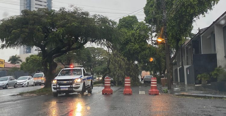 Chuva volumosa desta madrugada deixa árvores caídas em pontos da cidade; Simepar prevê 74.9 mm de chuva para hoje