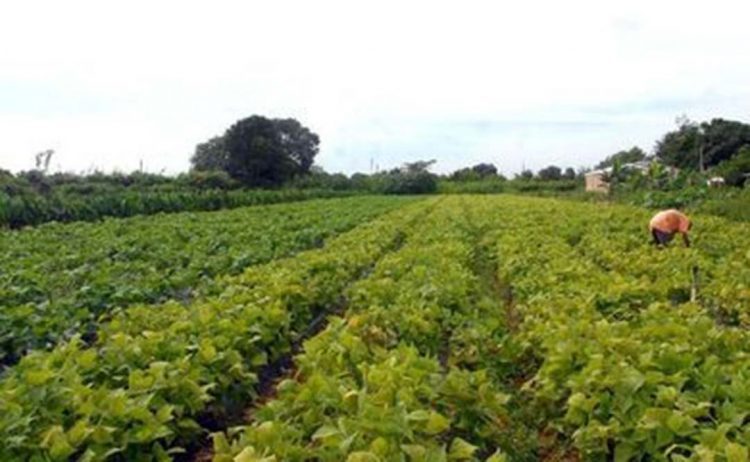 Pronaf disponibilizará R$ 60 bi para financiar Plano Safra 2022/23