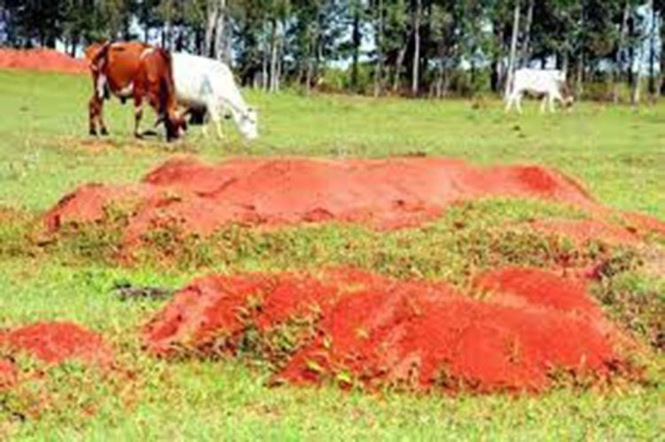 Encontro Técnico de Combate à Formiga Cortadeira será promovido em Paranavaí