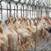 Conab aponta tendência de exportação recorde de carne de frango em 2022