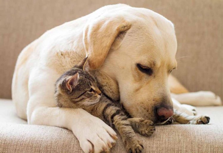 Sete dicas para cuidar bem do seu pet no inverno