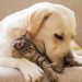 Sete dicas para cuidar bem do seu pet no inverno