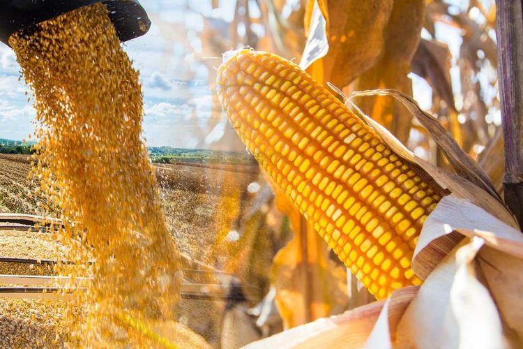 Conab realiza leilão para adquirir milho  em grãos e abastecer estoques públicos