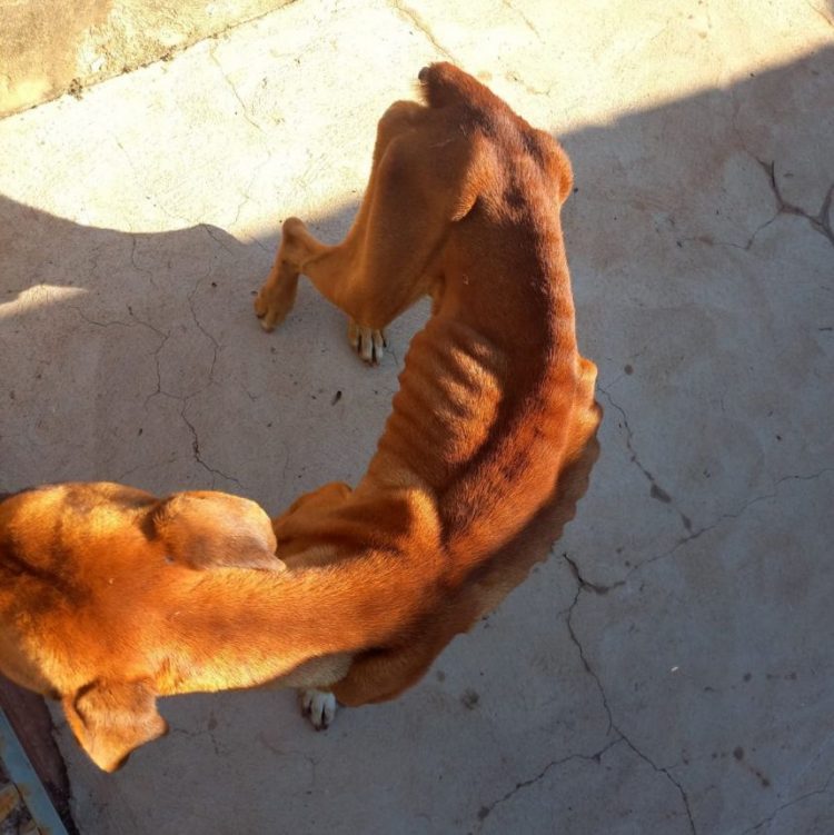 Homem é detido por maus tratos de cachorro da raça boxer