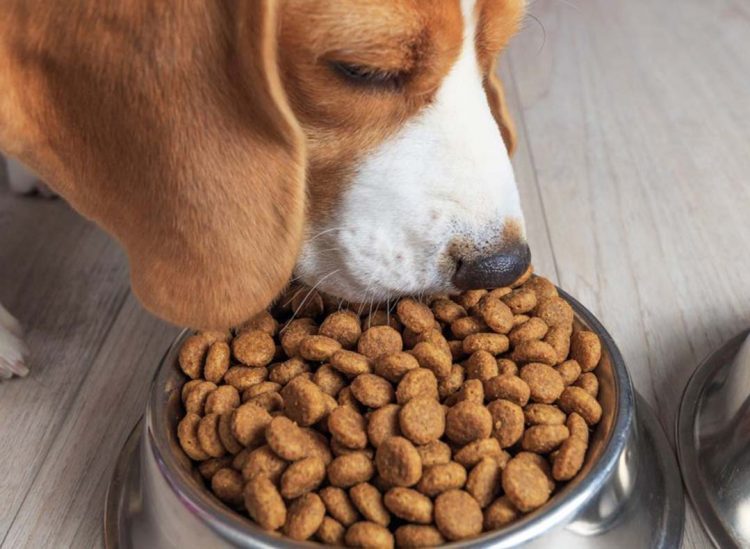 Vereadoras propõem criação de programa  de distribuição de rações para animais
