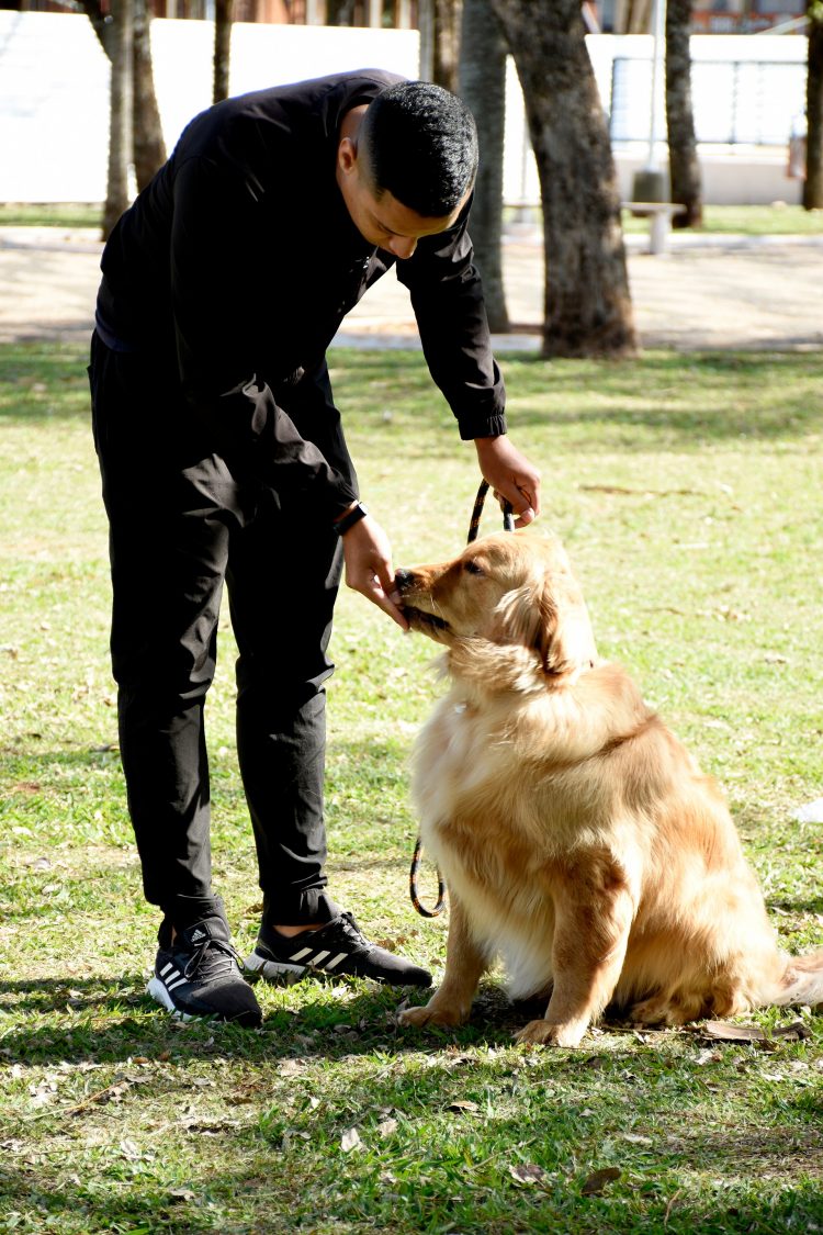 Conheça os benefícios do adestramento para o seu cachorro