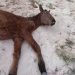 Cavalo é encontrado em situação de maus tratos em praça de Paranavaí